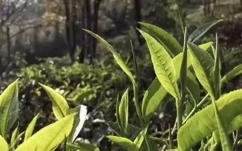 普洱 | 和谐之源