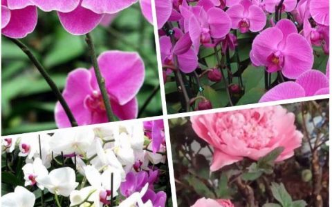 福今茶业邀您“赏花 品茗”