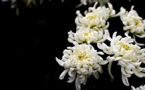 讣告丨沉痛缅怀何雪梅女士