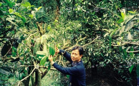 无由持一碗，寄与爱茶人 | 重量级新品预告