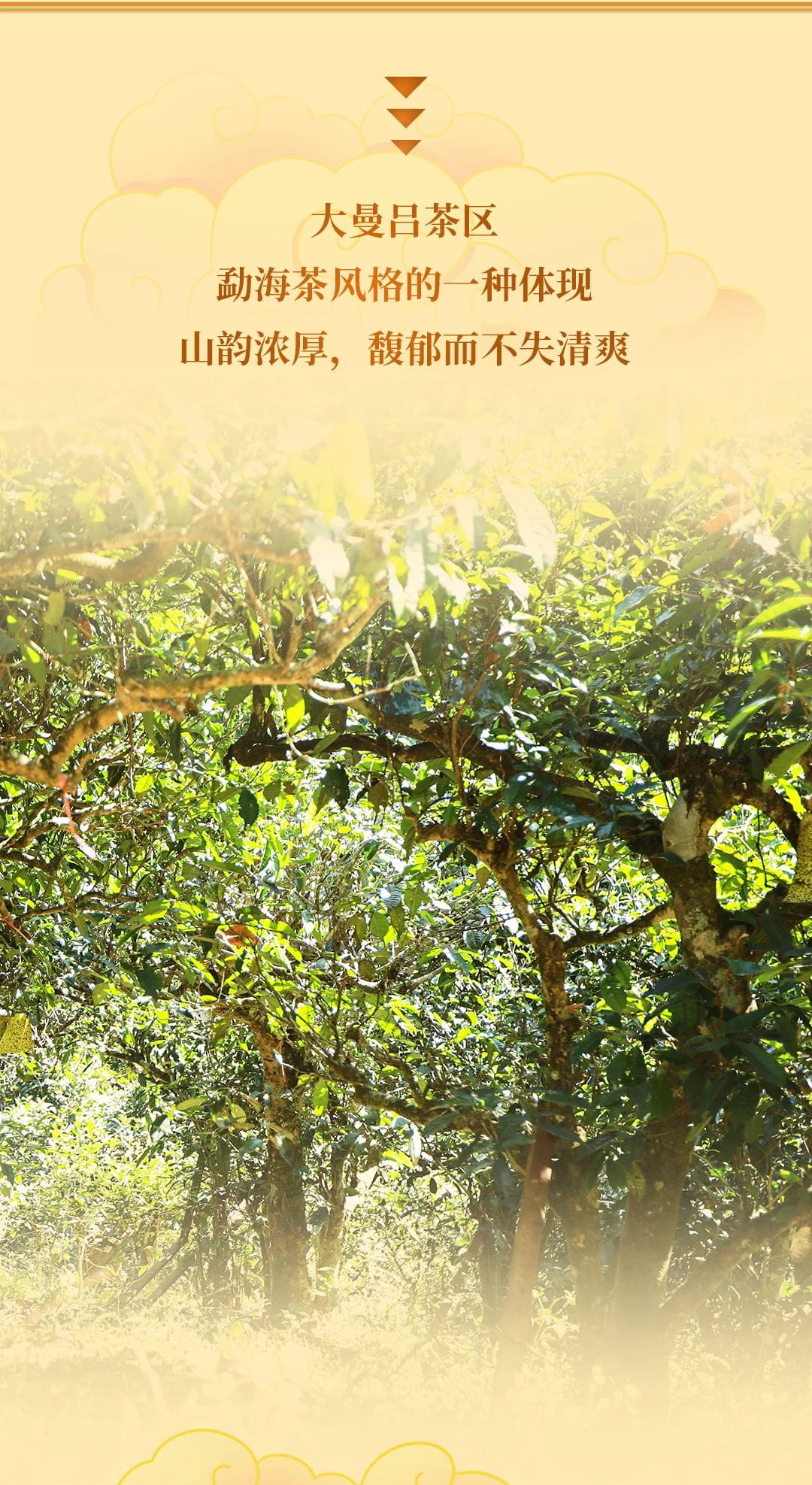 特供系列丨福今茶业2023年『大曼吕孔雀青饼』正式发售！