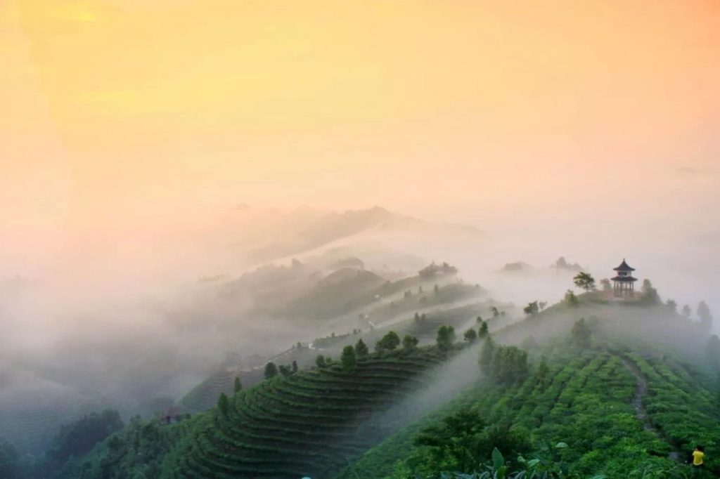 领略大自然的馈赠：福今普洱茶的原生态之旅
