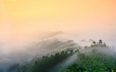 领略大自然的馈赠：福今普洱茶的原生态之旅