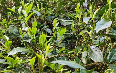 别样风味，福今普洱茶给生活注入独一无二的品位