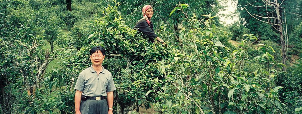福今茶业在班章茶区的发展与贡献