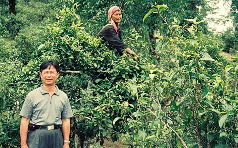 福今茶业在班章茶区的发展与贡献