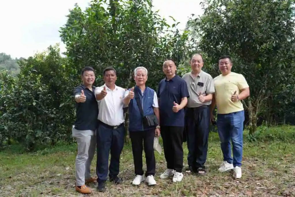 懂班章 喝福今 | 第六届新班章村茶叶初制技能比赛圆满举办