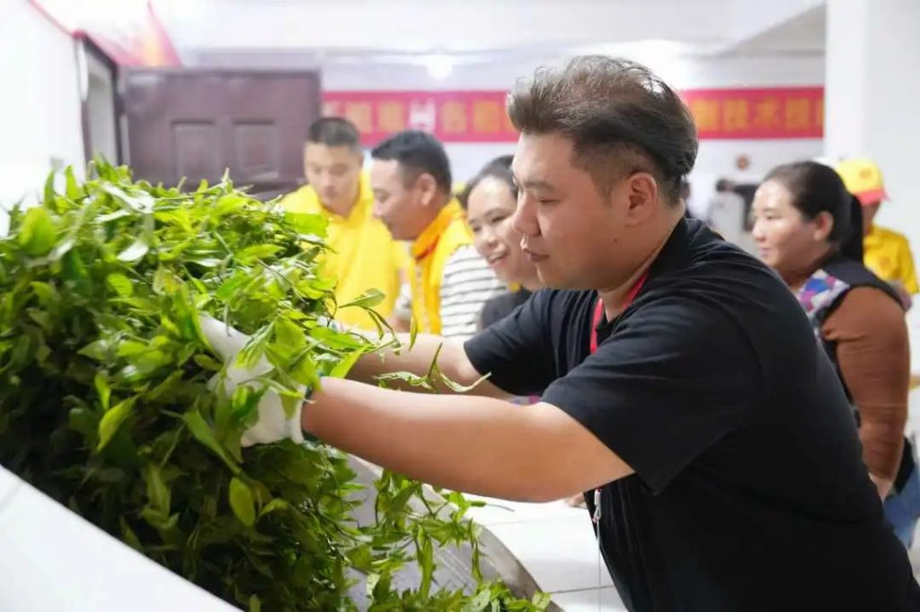 懂班章 喝福今 | 第六届新班章村茶叶初制技能比赛圆满举办