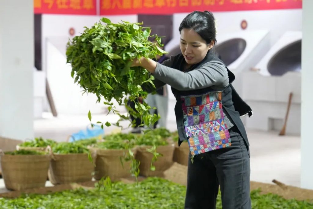 懂班章 喝福今 | 第六届新班章村茶叶初制技能比赛圆满举办