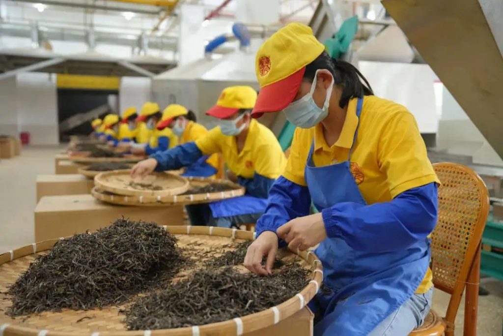 懂班章 喝福今 | 第六届新班章村茶叶初制技能比赛圆满举办