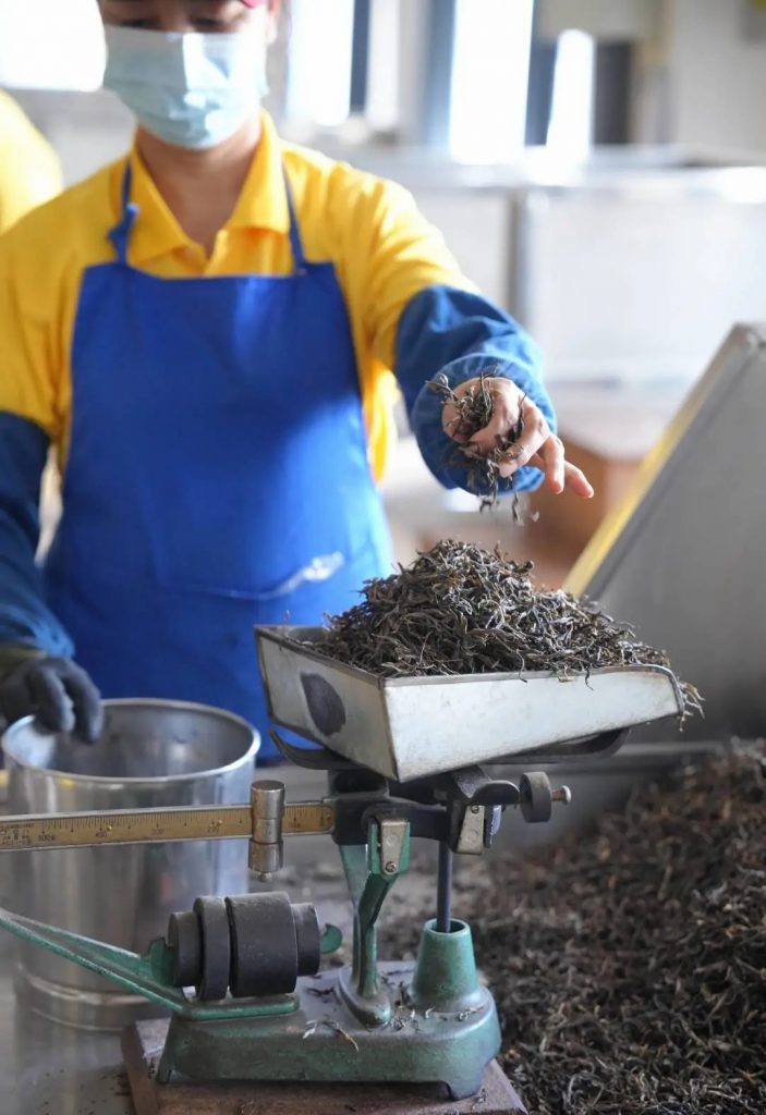 懂班章 喝福今 | 第六届新班章村茶叶初制技能比赛圆满举办