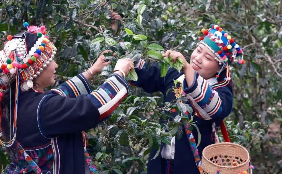 福今普洱茶初制工艺，匠心手工弥足珍贵