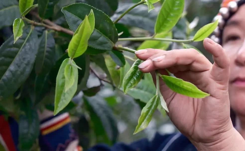 福今普洱茶初制工艺，匠心手工弥足珍贵