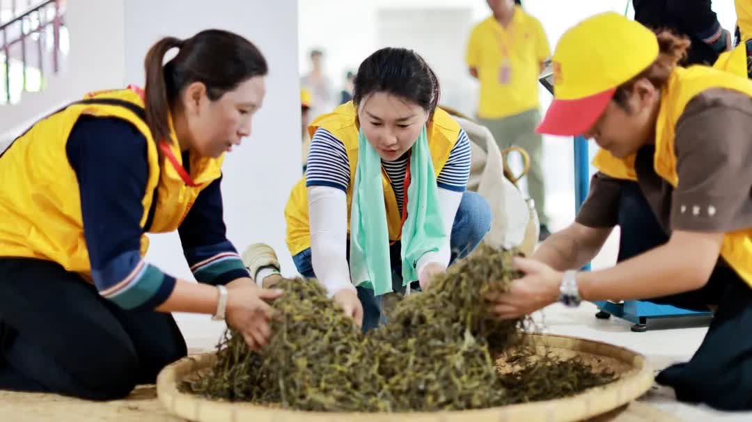 福今普洱茶初制工艺，匠心手工弥足珍贵