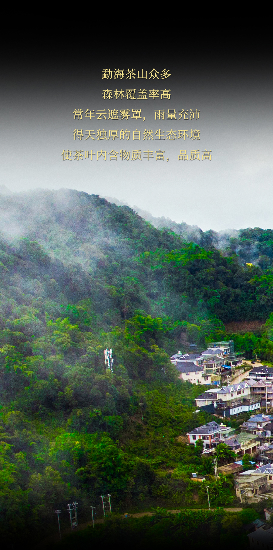 福今2024年勐海生态青饼