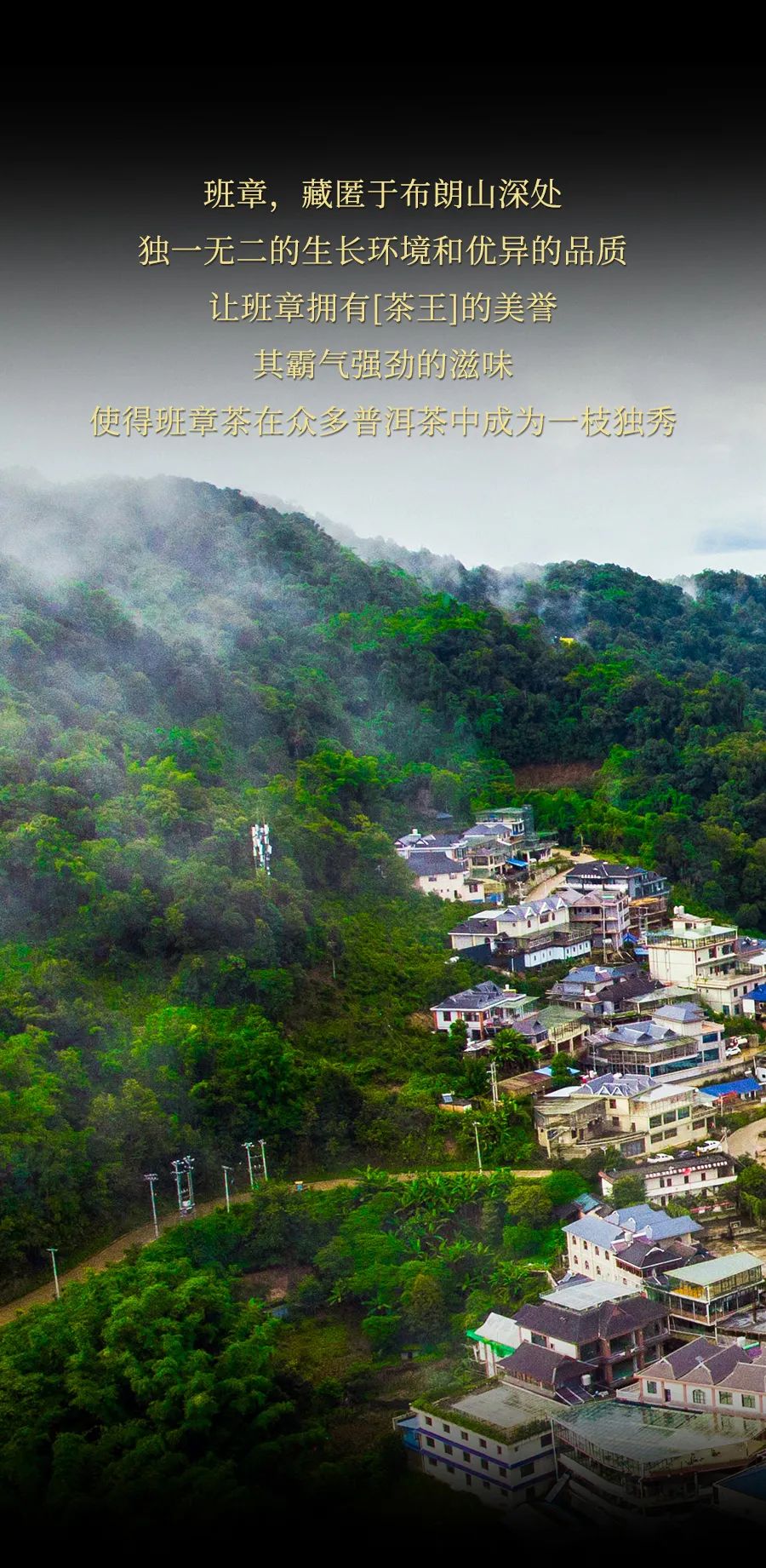 福今2025年班章一枝春青饼