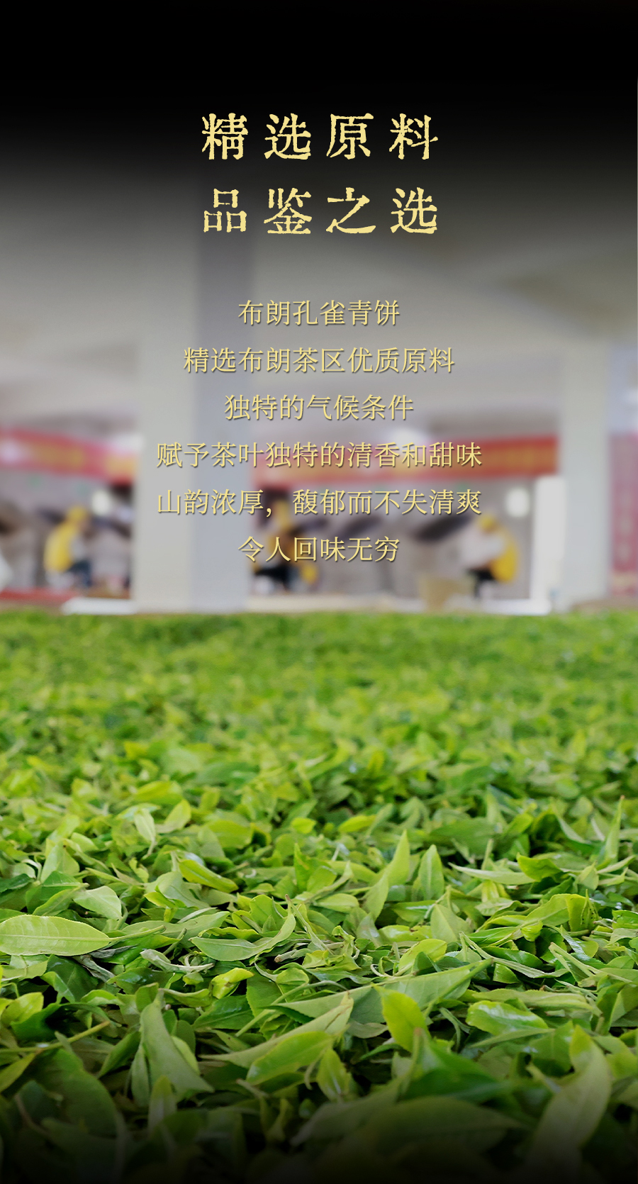 福今2024年布朗孔雀青饼