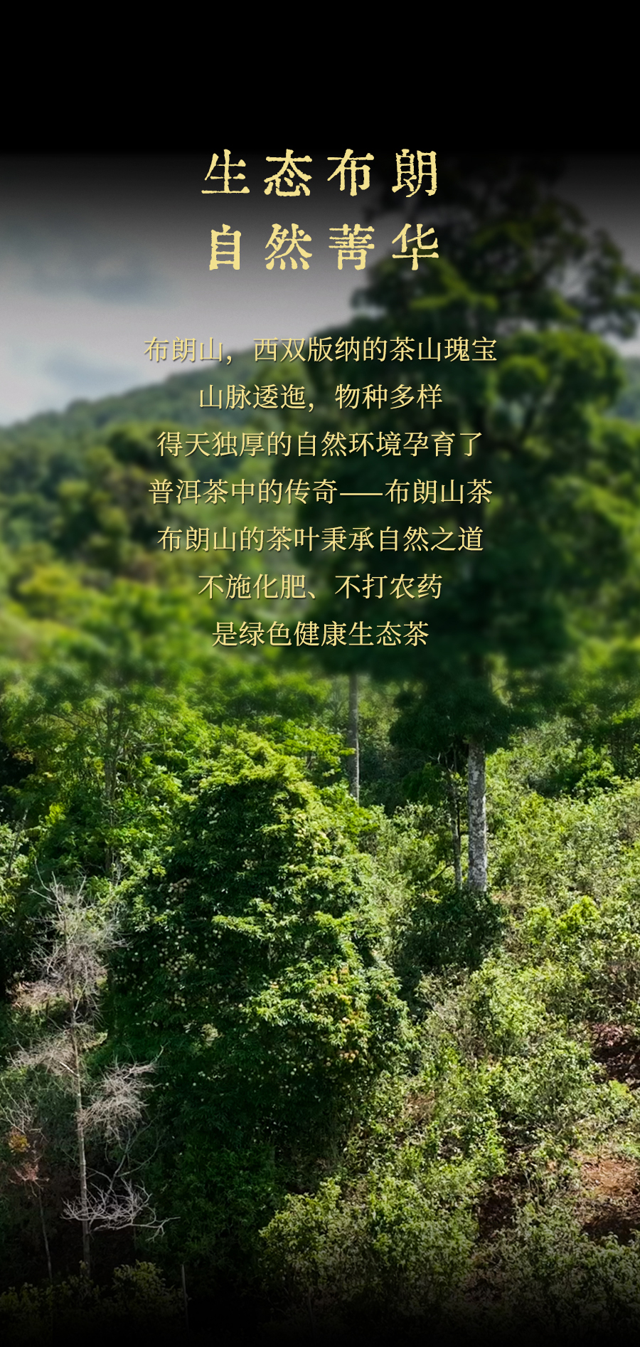 福今2024年布朗孔雀青饼