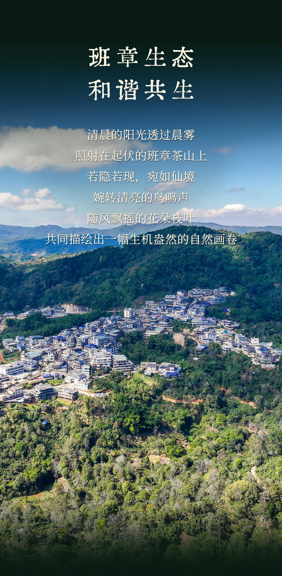 福今2025年班章乔木生态青饼