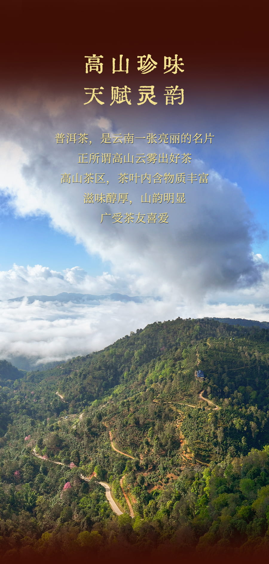 福今2025年福今凤凰青饼