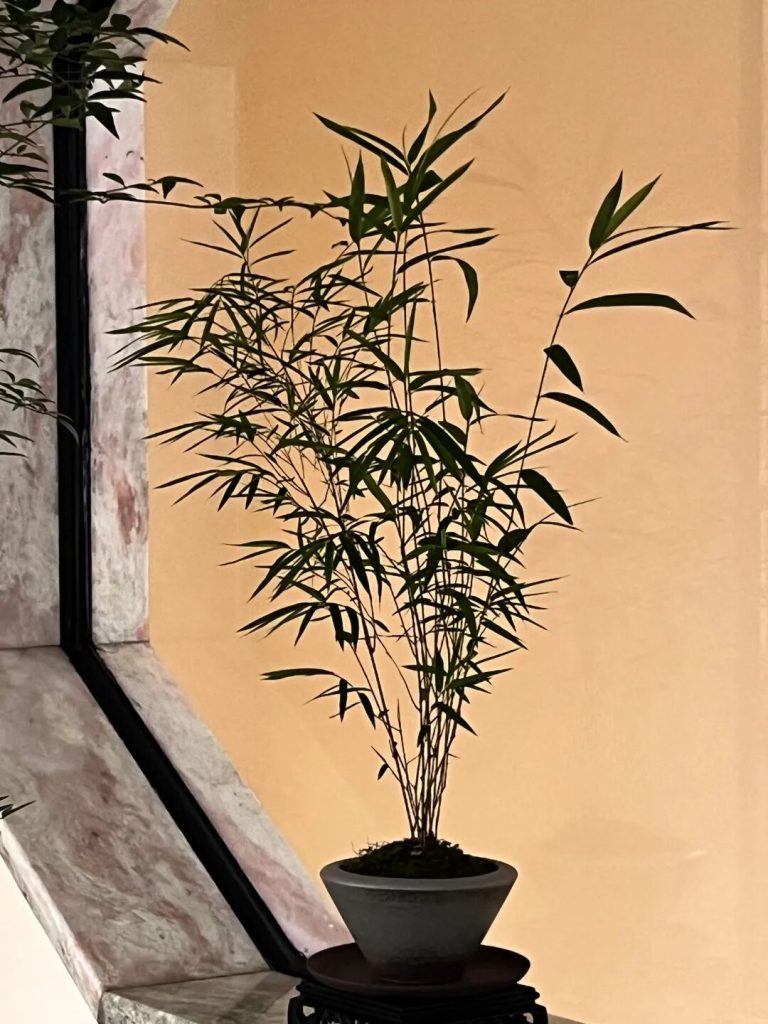 福今茶业番禺万博体验中心盛大开业：茶香万博，炽热启航