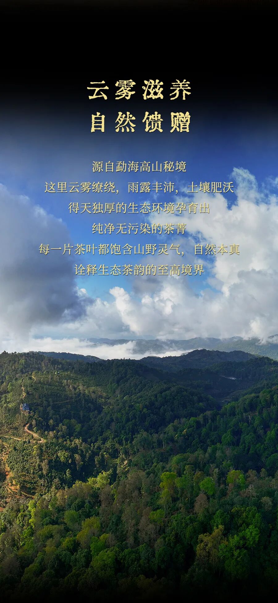 福今2025年黑金孔雀生态沱茶