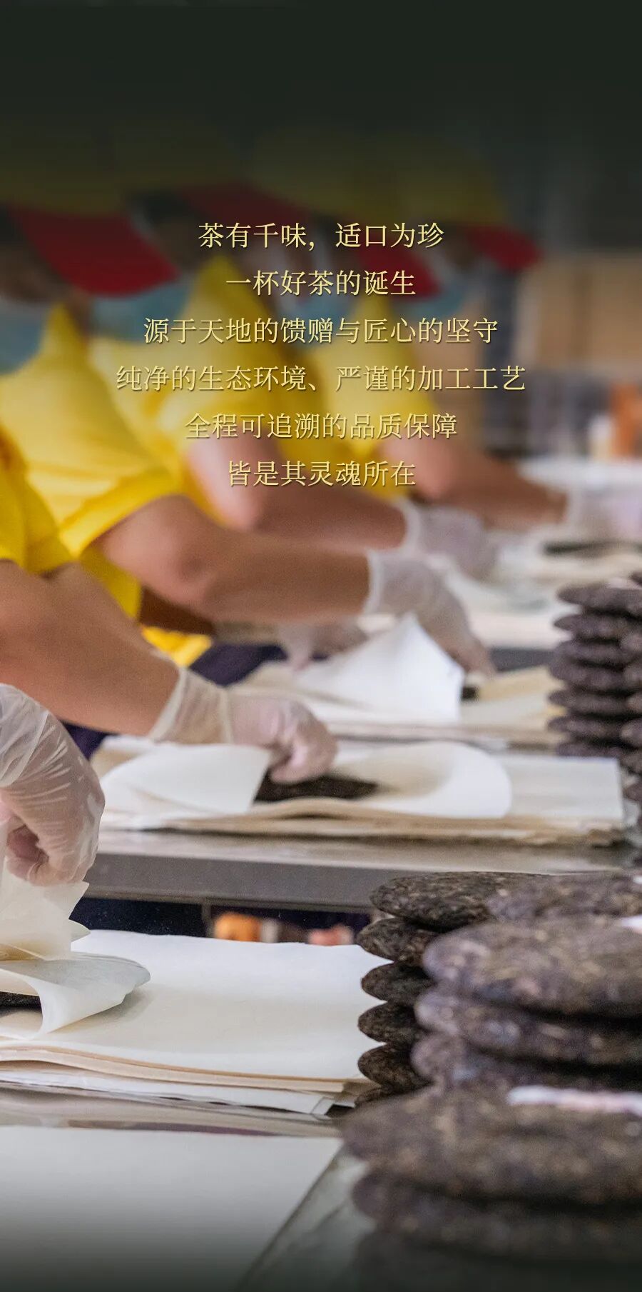 福今2025年福今一级青饼