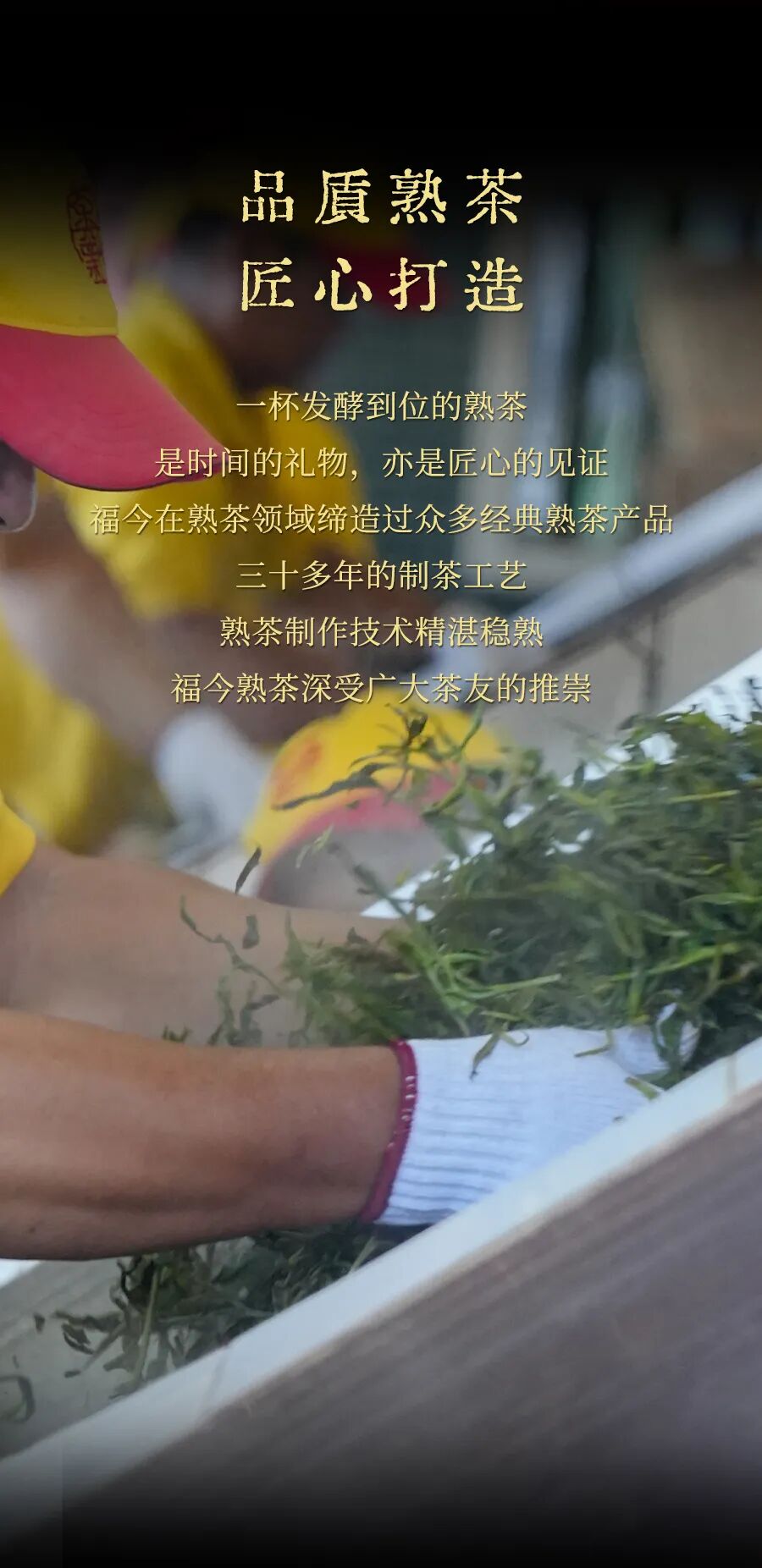 福今2025年福今十年熟