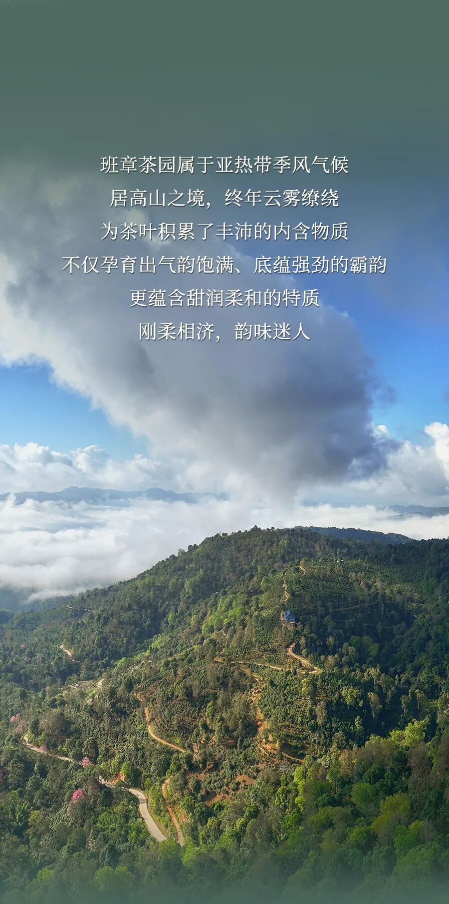 福今2025年班章老寨茶园青饼